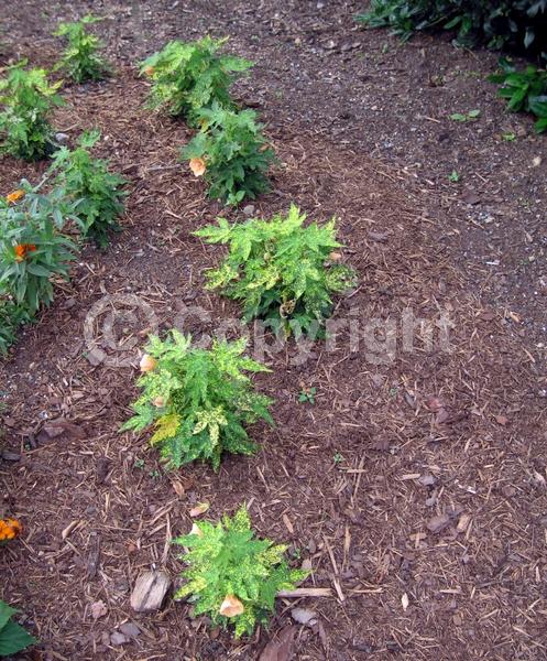 Orange blooms; Evergreen