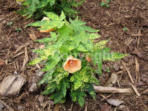 Orange blooms; Evergreen