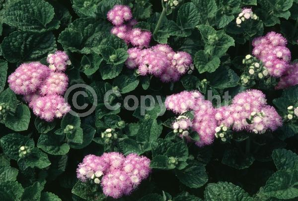 Blue blooms; White blooms; North American Native