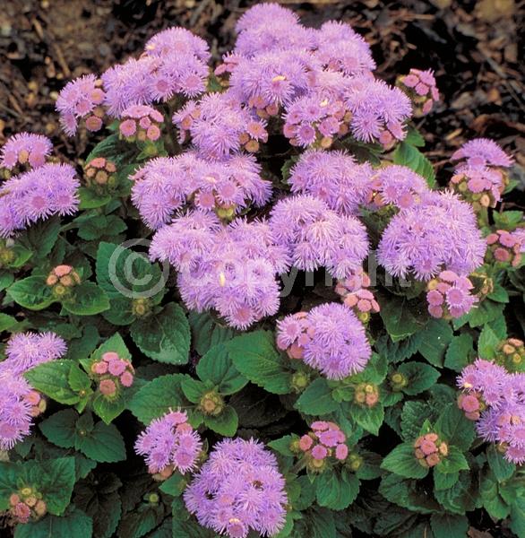 Blue blooms; Lavender blooms; Deciduous; Broadleaf