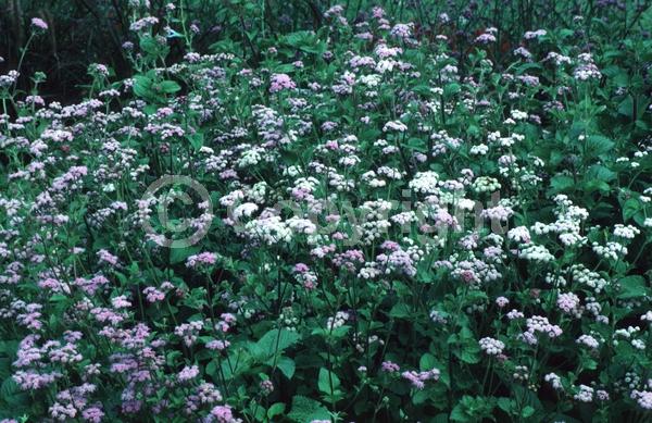 Blue blooms; North American Native
