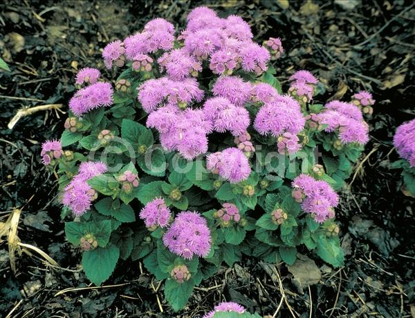 Blue blooms; Lavender blooms; Deciduous; Broadleaf