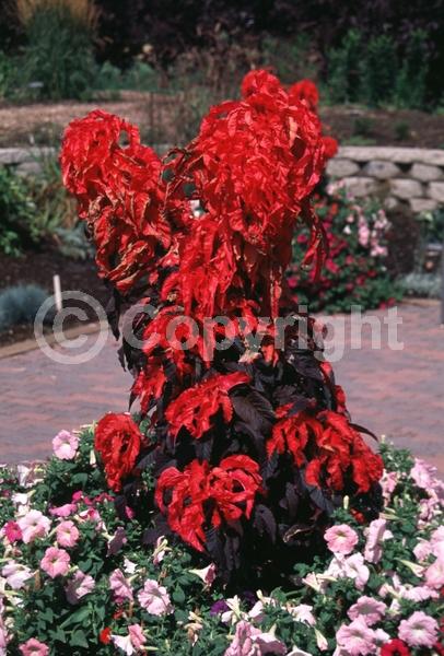 Red blooms; Deciduous; Broadleaf