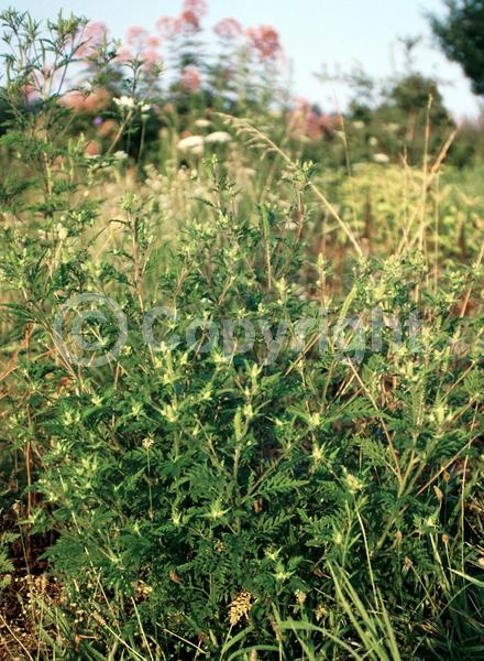 Green blooms; Deciduous; Broadleaf; North American Native