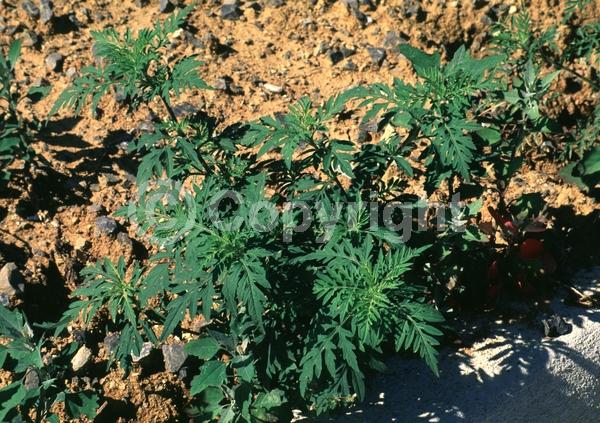 Green blooms; Deciduous; Broadleaf; North American Native
