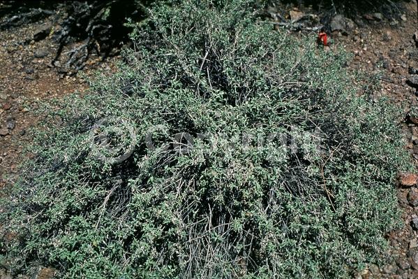 Yellow blooms; Green blooms; Deciduous; Broadleaf; North American Native