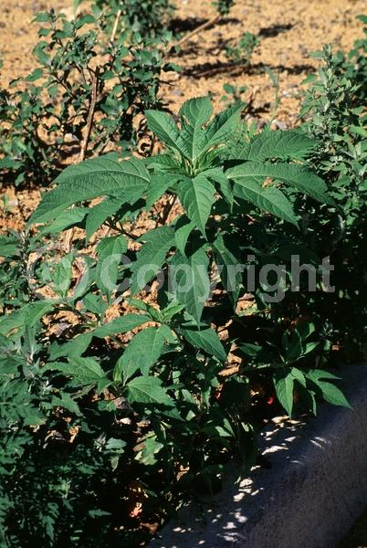 Green blooms; Deciduous; Broadleaf; North American Native