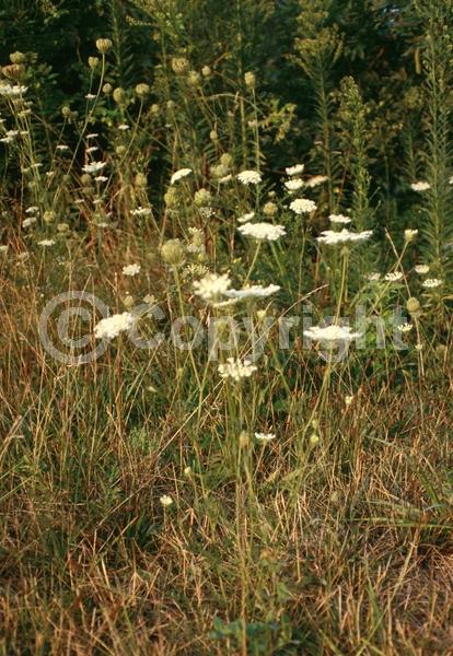 White blooms; Deciduous; Broadleaf