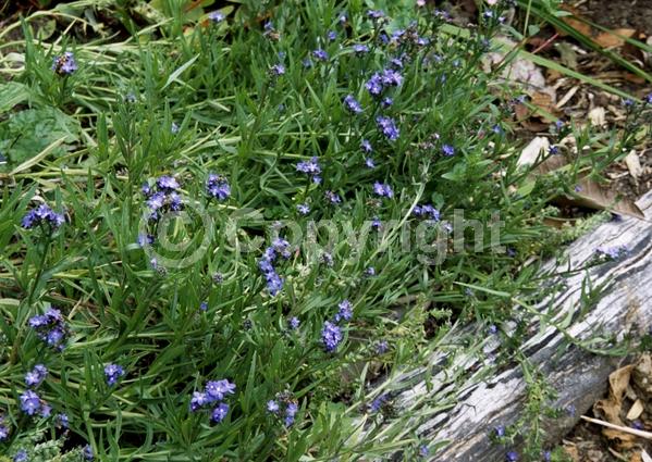 Yellow blooms; Blue blooms; White blooms; Pink blooms