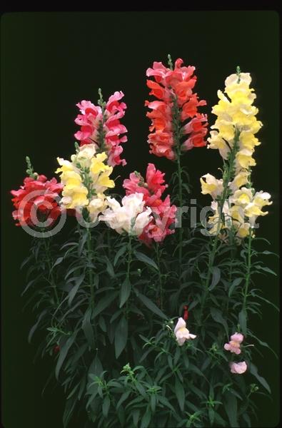 Red blooms; Orange blooms; Yellow blooms; Blue blooms; Purple blooms; White blooms; Pink blooms