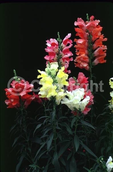Red blooms; Orange blooms; Yellow blooms; Blue blooms; Purple blooms; White blooms; Pink blooms