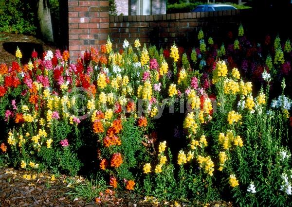 Red blooms; Orange blooms; Yellow blooms; Blue blooms; Purple blooms; White blooms; Pink blooms