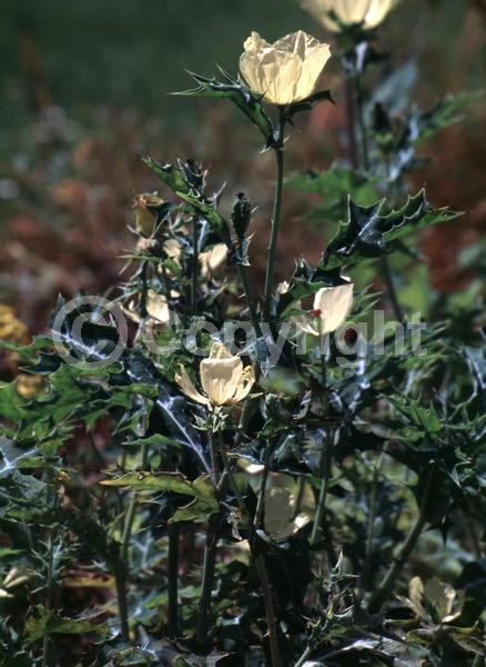 Yellow blooms; North American Native