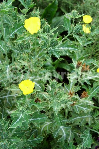 Yellow blooms; Deciduous; Broadleaf; North American Native