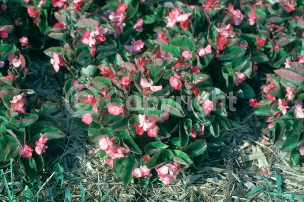 Pink blooms; Deciduous; Broadleaf