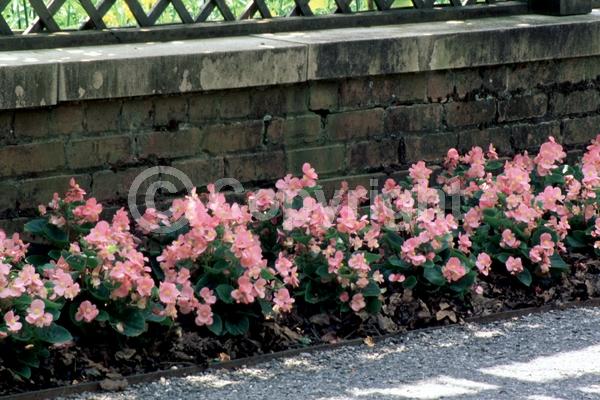 Pink blooms; Evergreen; Broadleaf