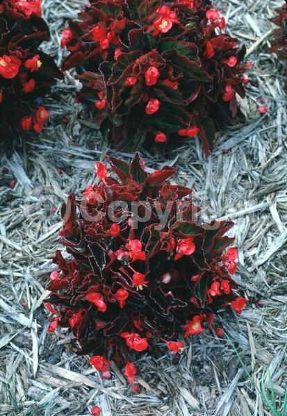 Red blooms; Deciduous; Broadleaf