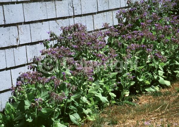 Blue blooms; Deciduous; Broadleaf