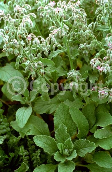 Blue blooms; Deciduous; Broadleaf