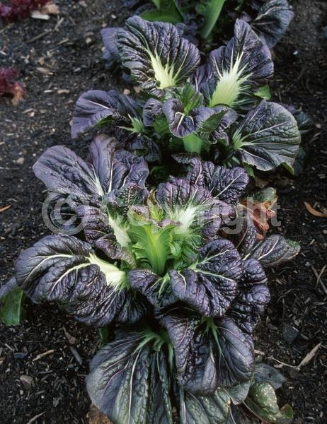 Yellow blooms; Deciduous; Broadleaf