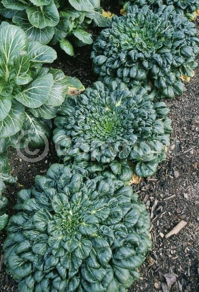 Deciduous; Broadleaf