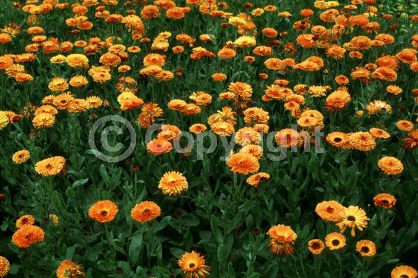 Orange blooms