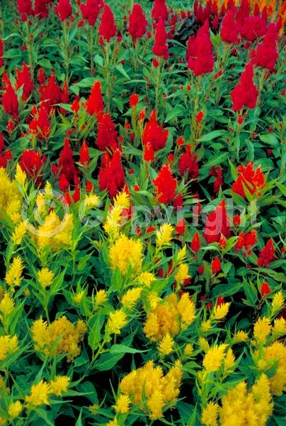 Red blooms; Orange blooms; Yellow blooms; Pink blooms; North American Native