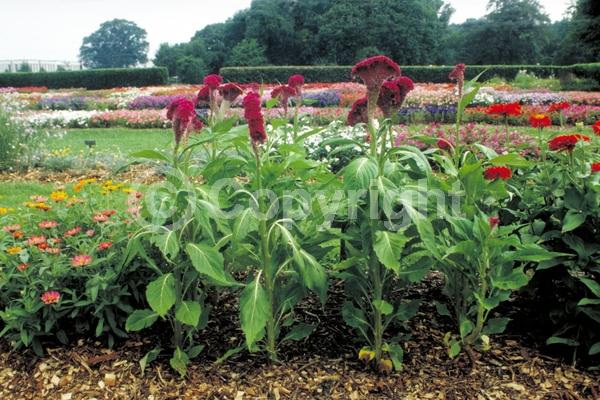 Red blooms; Orange blooms; Yellow blooms; Pink blooms
