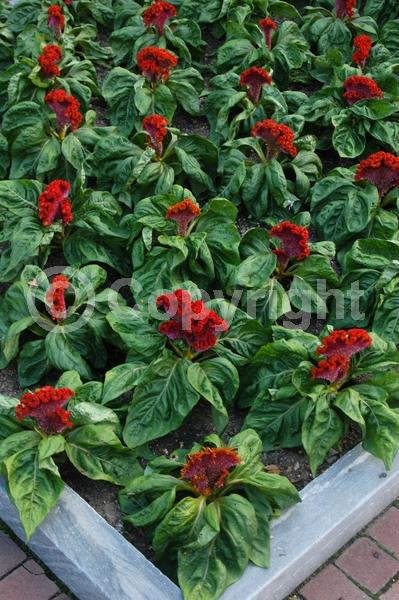 Red blooms; Orange blooms; Yellow blooms; Pink blooms