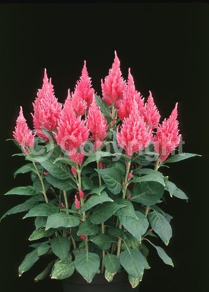 Red blooms; Orange blooms; Yellow blooms; Pink blooms; North American Native