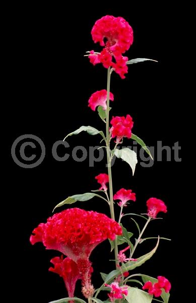 Red blooms; Orange blooms; Yellow blooms; Pink blooms