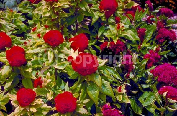 Red blooms; Orange blooms; Yellow blooms; Pink blooms