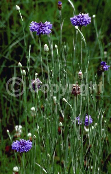 Blue blooms; Purple blooms; White blooms; Pink blooms; Lavender blooms
