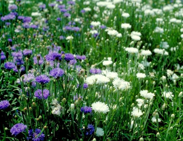 Blue blooms; Purple blooms; White blooms; Pink blooms; Lavender blooms