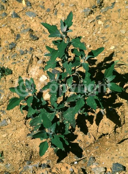 North American Native