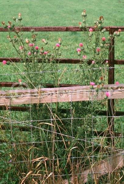 Purple blooms; North American Native