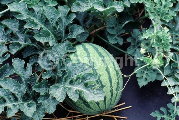 Yellow blooms; Deciduous; Broadleaf
