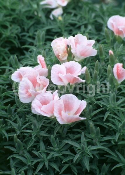 Red blooms; Pink blooms; Lavender blooms