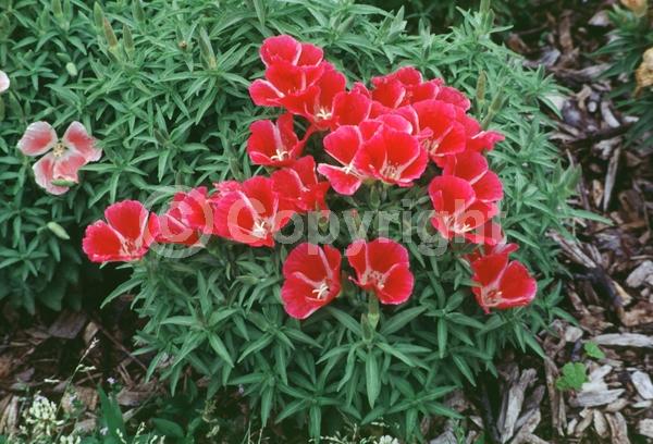 Red blooms; Pink blooms; Lavender blooms