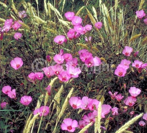 White blooms; Pink blooms; Lavender blooms
