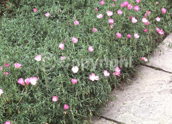 Pink blooms; North American Native