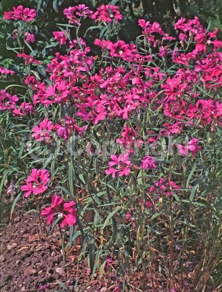Pink blooms; Lavender blooms