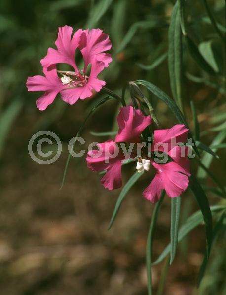 Pink blooms; Lavender blooms