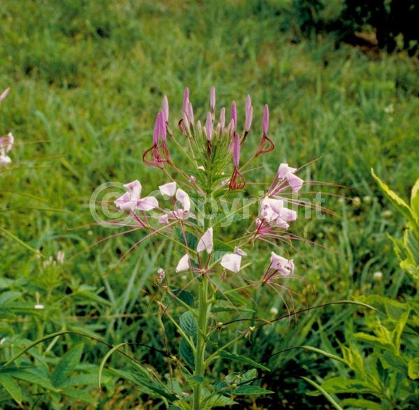 Purple blooms; White blooms; Pink blooms