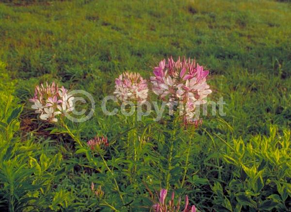 Purple blooms; White blooms; Pink blooms