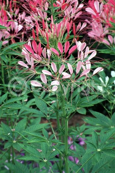 Purple blooms; White blooms; Pink blooms