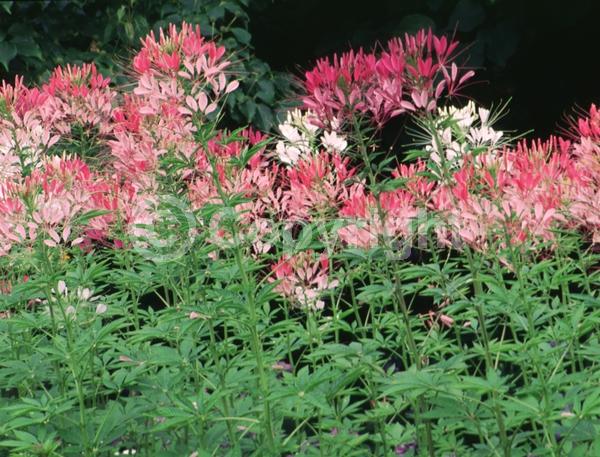 Purple blooms; White blooms; Pink blooms