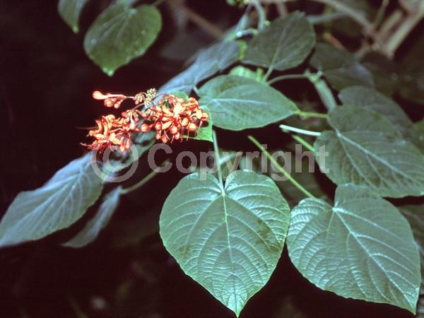 Red blooms; Orange blooms