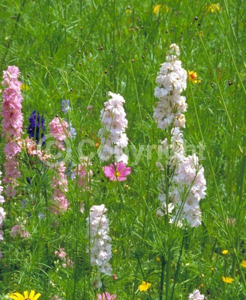 Red blooms; Blue blooms; Purple blooms; White blooms; Pink blooms