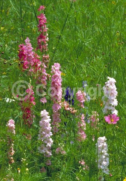 Red blooms; Blue blooms; Purple blooms; White blooms; Pink blooms